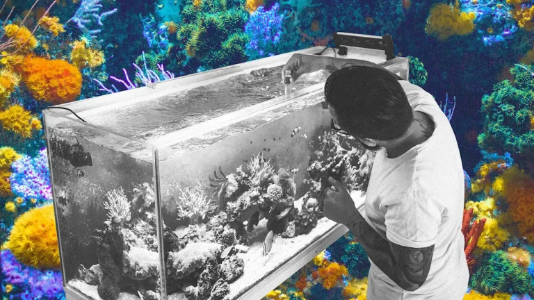 Have fish at home? You can help scientists discover how to save coral reefs