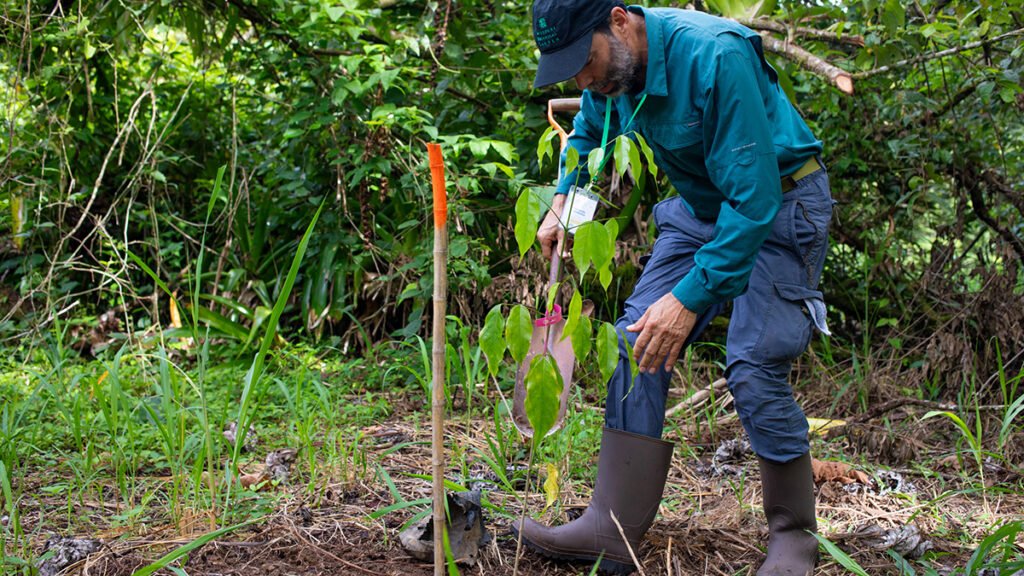 Primera evaluación a nivel de especies revela riesgo de extinción en Mesoamérica