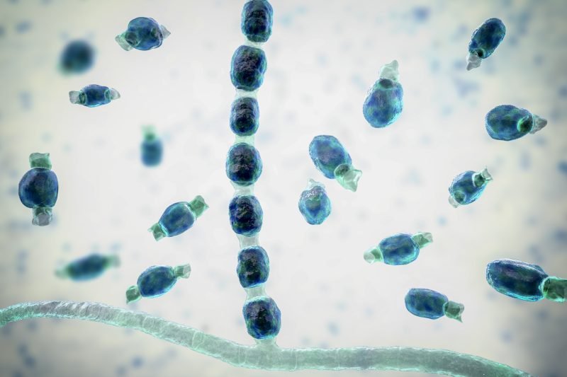 What is valley fever? Cases of fungal infection on upward trend, CDC data shows