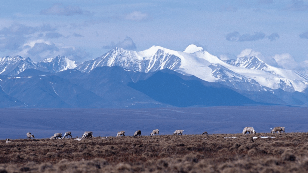 1.5 Million Acres of Alaskan Wildlife Refuge to Open for Drilling