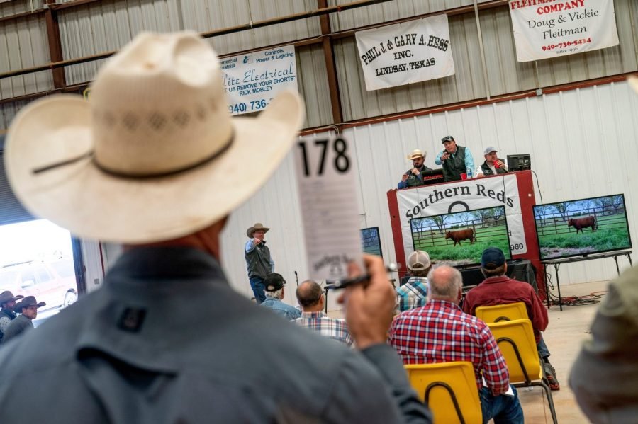 Trump beefs with ranchers over prices, Argentina