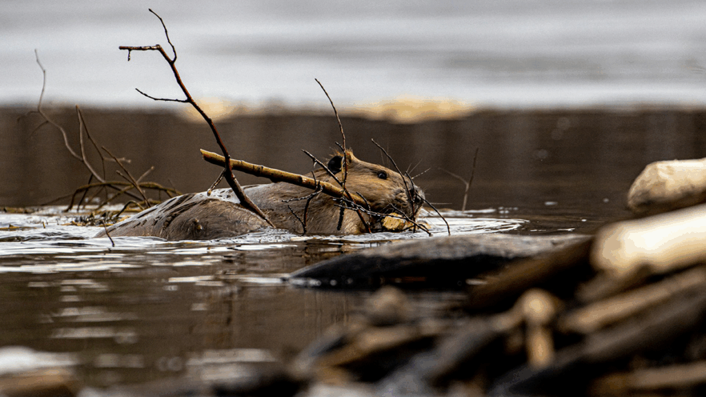 Beavers are Not Concerned About Groundwater