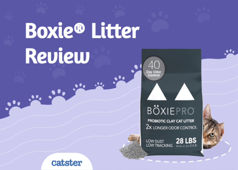 Boxie® Litter Review 2025: A Detailed Look
