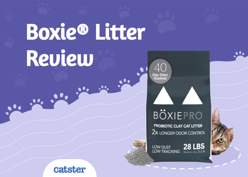 Boxie® Litter Review 2025: A Detailed Look
