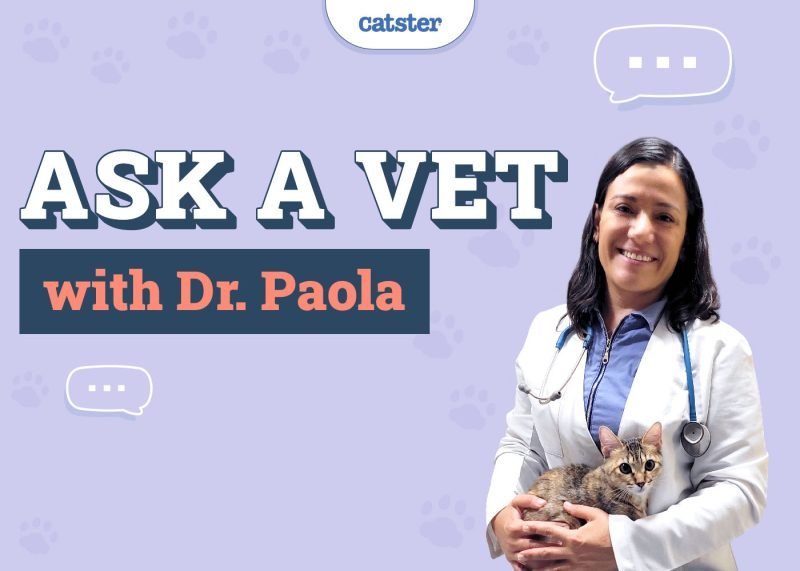Ask Dr. Paola – Adoption, Over-grooming & Drooling (October 6, 2025)