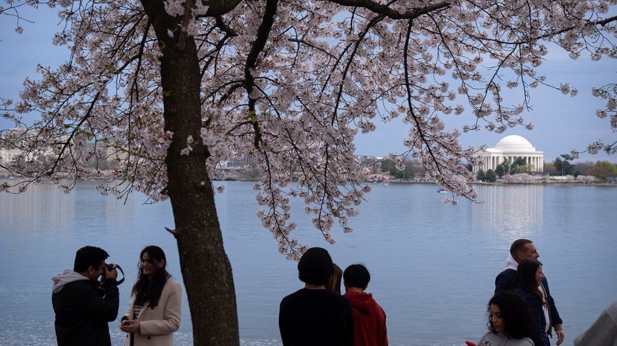 Japan to gift 250 cherry trees to US, prime minister says