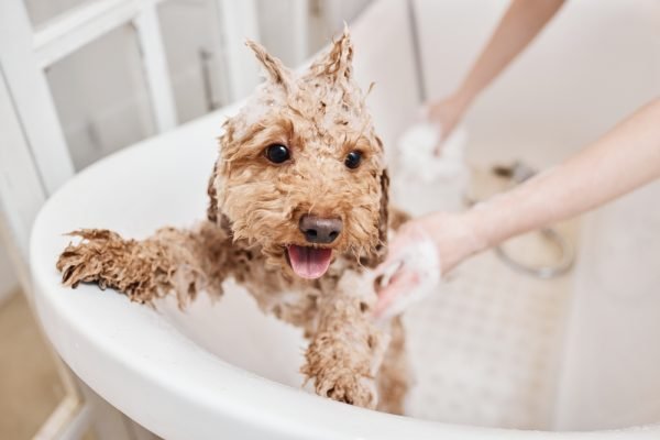 6 Quick Fixes When You’re Out of Dog Shampoo