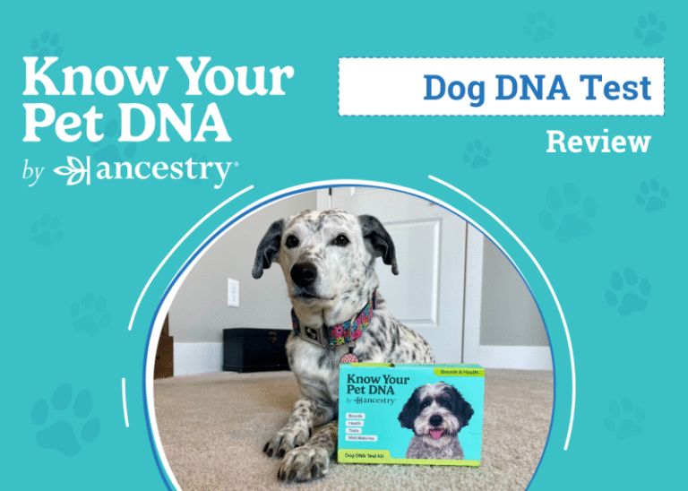 Know Your Pet DNA by Ancestry Review 2025: Our Experience Building Ragz’ Family Tree