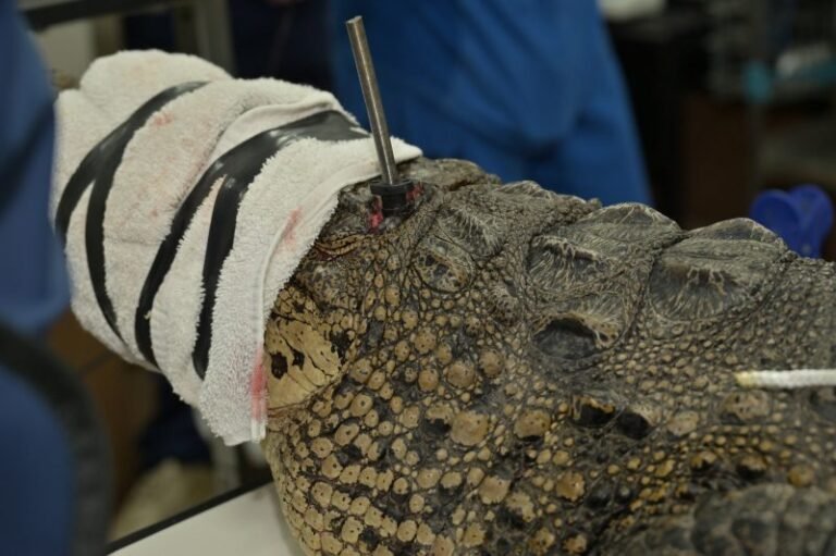 Zoo works to save Florida crocodile found with spear, bullet in its head