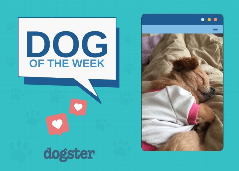 Dogster Photo Contest: Dogs of the Week Winners (October 30, 2025)