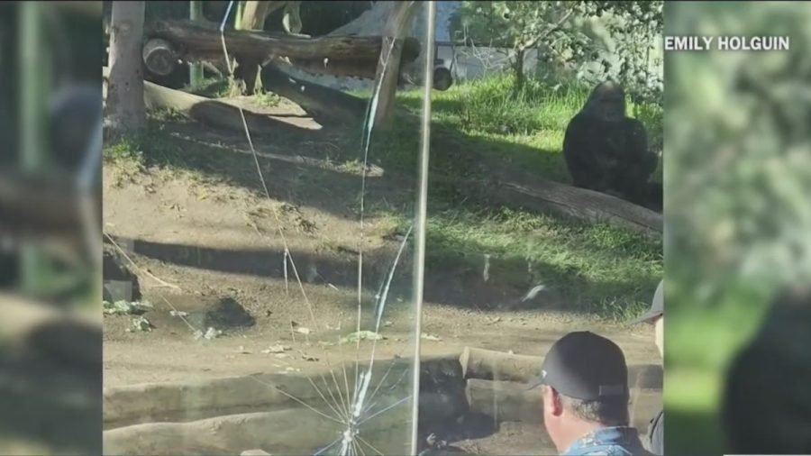 San Diego Zoo gorilla breaks glass of enclosure
