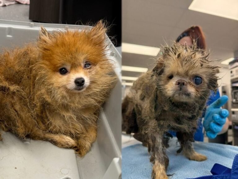 The Ultimate Adoption Glow-Ups: From Squalor to Splendor