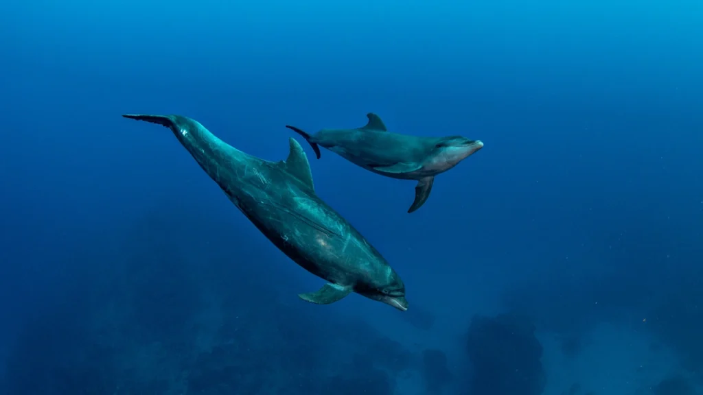 The ‘Blue Dolphin’ Rule: Stop negative thoughts with emotional intelligence