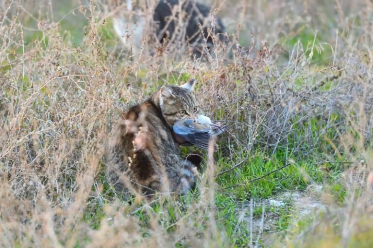 Could a Tiny Australian Marsupial Be the Key to Controlling Feral Cats?