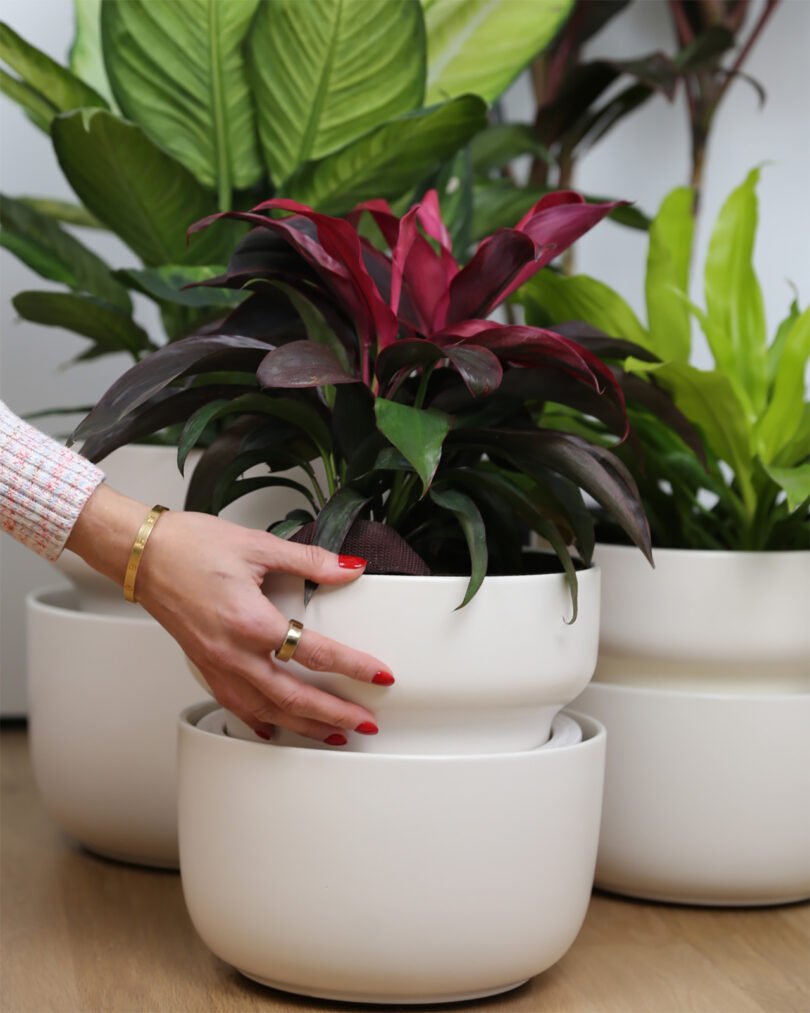 Having Trouble Keeping Your Plants Alive? Tendril Can Help