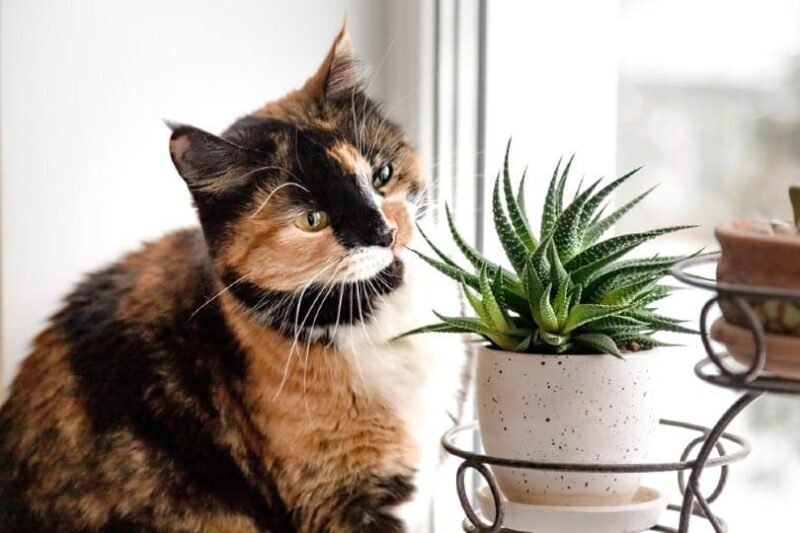 Your Houseplants Could Harm Your Cat — But These 12 Vet-Approved Ones Won’t!