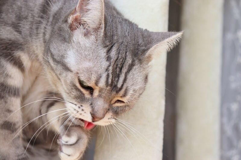 Is Your Cat Vomiting? Try These Gentle Vet-Approved Diet Fixes