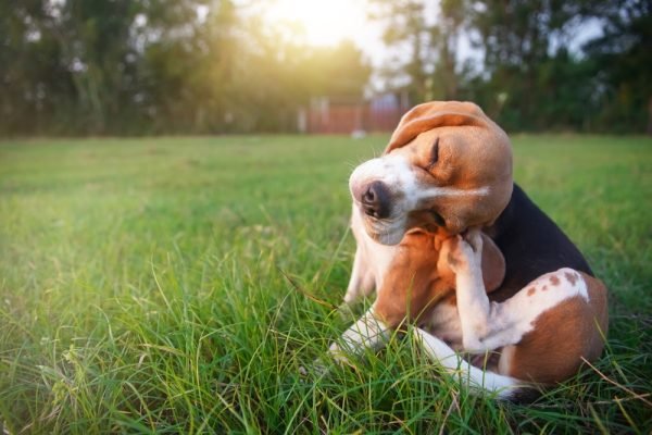Tired of Watching Your Dog Scratch? These Simple Vet-Approved Remedies Actually Work