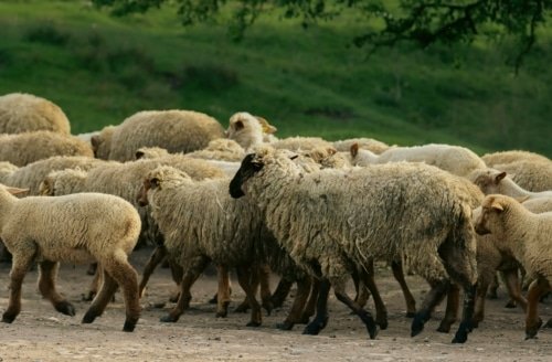 Who Are God’s Sheep? – Ezekiel 34:11-13