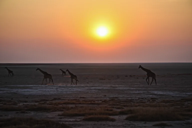 Sand, safari, and stars: best things to do in Namibia