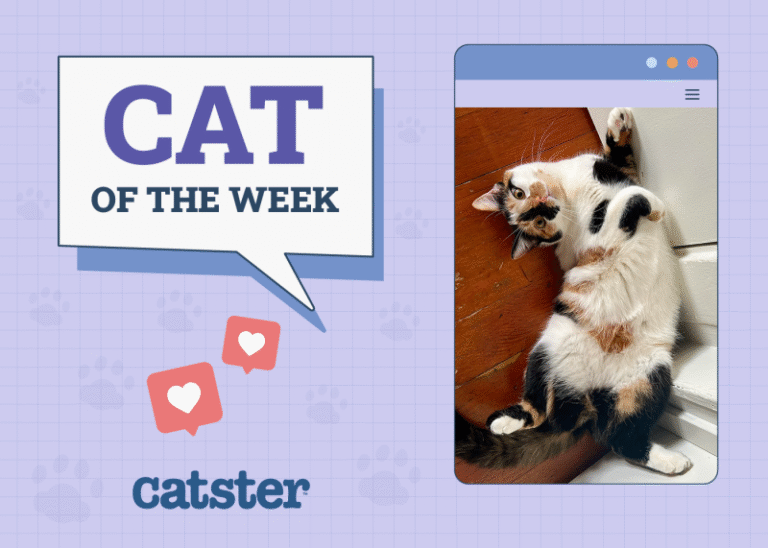 Catster Photo Contest: Cats of the Week Winners (October 2, 2025)