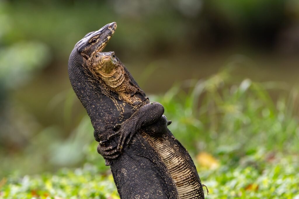 The 2025 Comedy Wildlife Awards Showcase Furious Brawls and Relatable Mishaps