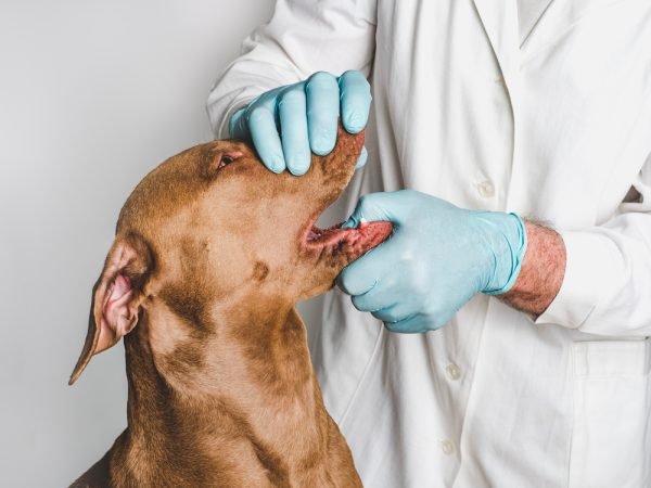 Vets Say This Common Dog Mistake Could Hurt Their Health – Why You Should Brush Your Dog’s Teeth Today