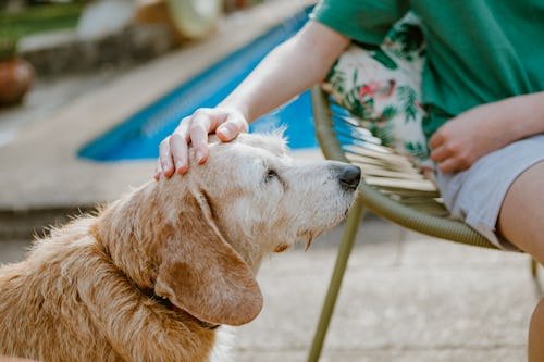 Is Dry Shampoo Good For Dogs, Or Should I Skip Straight To Real Baths?
