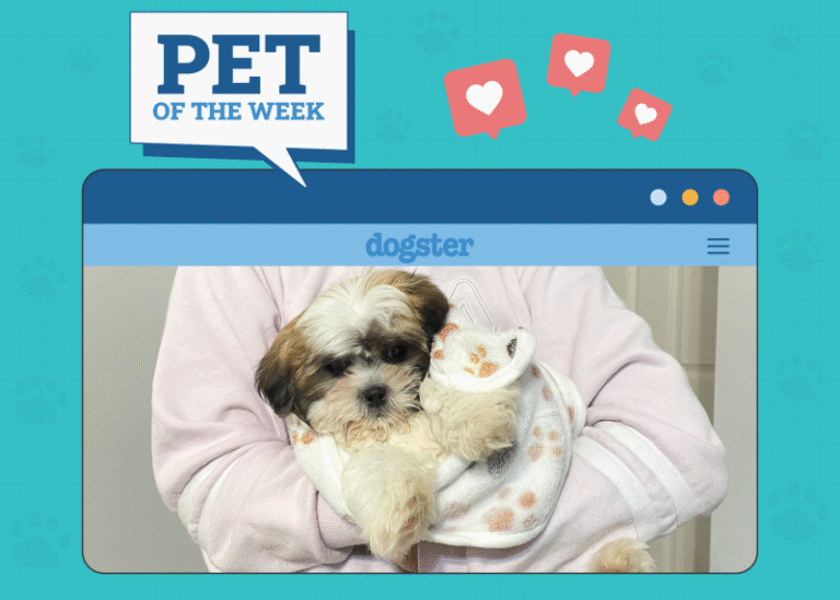 Dogster Photo Contest: Dogs of the Week Winners (October 16, 2025)