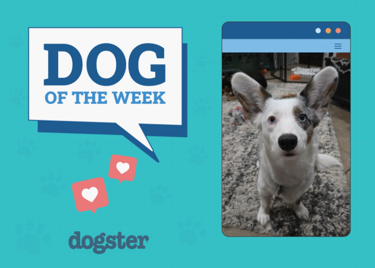 Dogster Photo Contest: Dogs of the Week Winners (October 23, 2025)