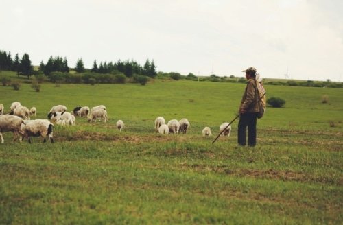 The Good Shepherd and His Flock – Ezekiel 34:23-24