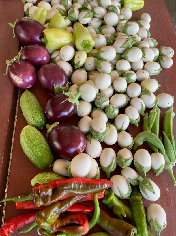 Growing Eggplant in Texas