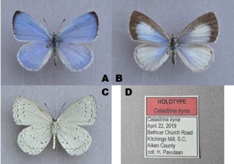 New butterfly species named after Iryna Zaruska, Ukrainian refugee killed in North Carolina