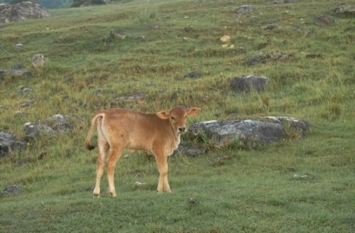 Reimagining God As a Golden Calf – 1 Kings 12:28
