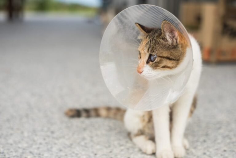 Your Cat’s Post-Spay/Neuter Guide: What Vets Need You to Know