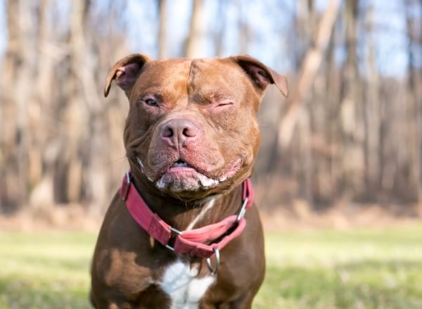 10 Skin Problems Pitbull Parents Should Never Ignore, According to Vets