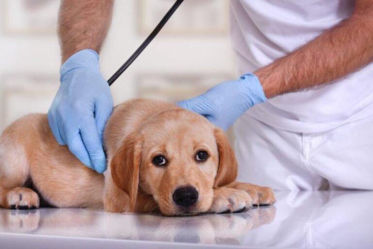 UK Vet Industry Braces For Backlash After Consumer Report Findings Published