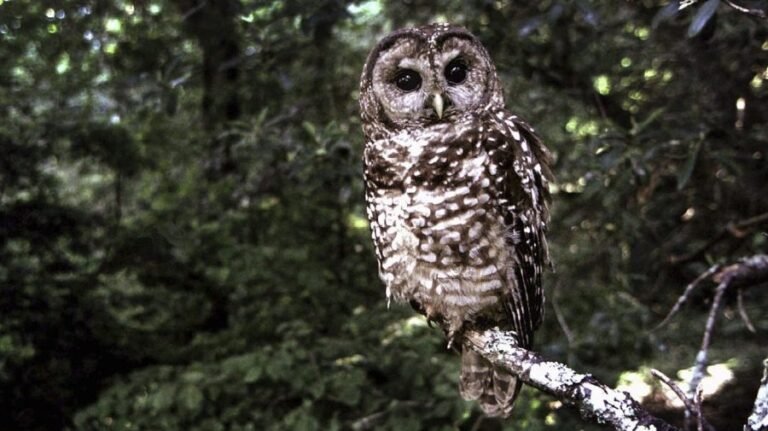 Trump rolls back endangered species rules