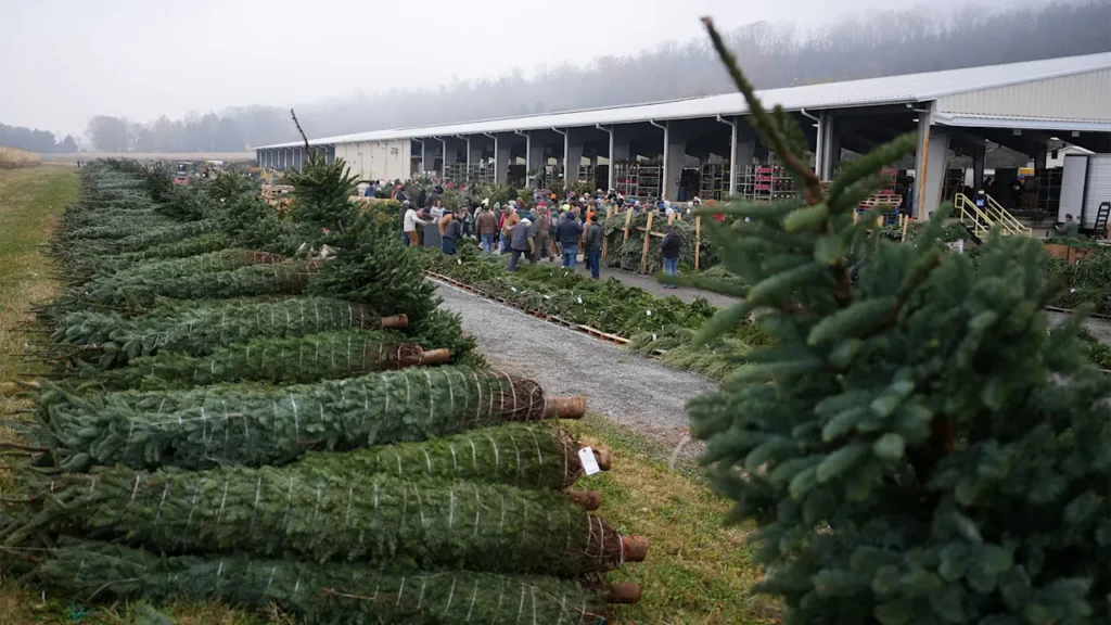 Why 50,000 Christmas trees went on sale at this event in Pennsylvania (and what that means for holiday shopping)