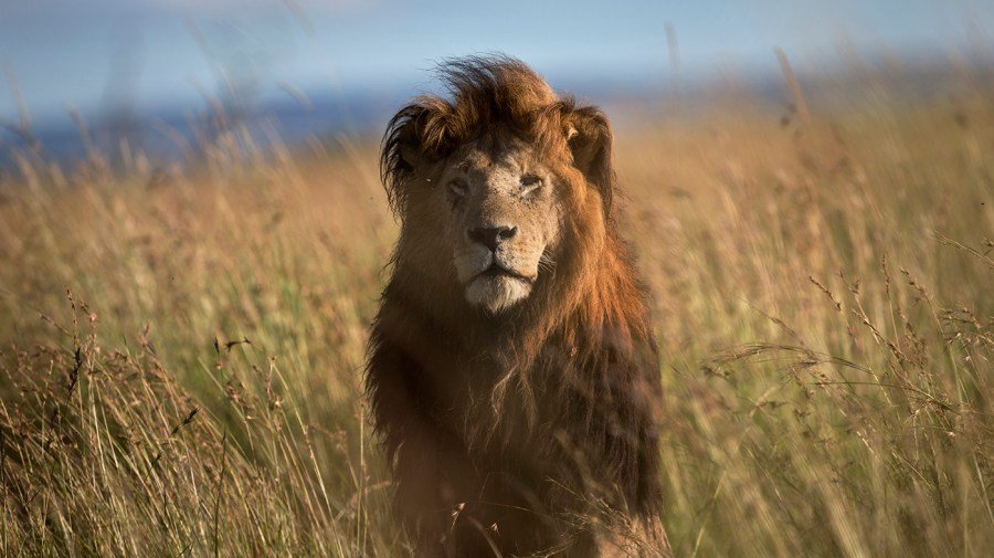 Attenborough documentary reveals rare animal behaviors: 'Only nature could write this script'