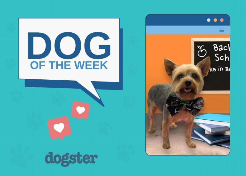 Dogster Photo Contest: Dogs of the Week Winners (November 13, 2025)