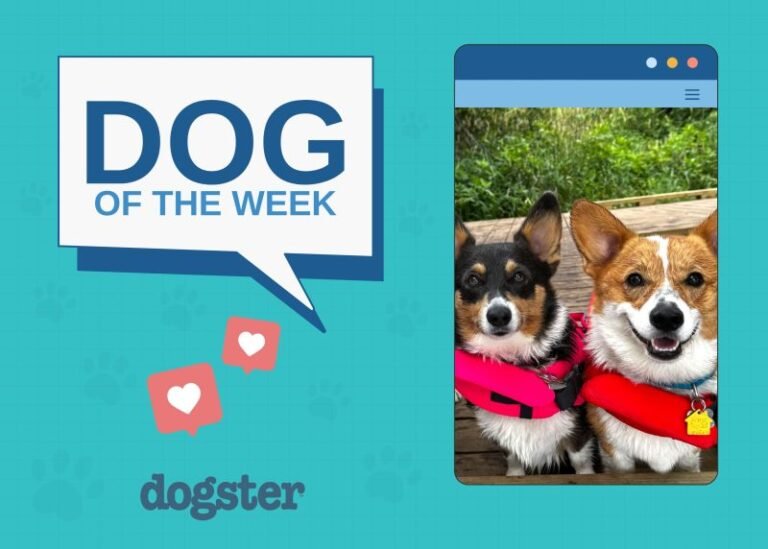 Dogster Photo Contest: Dogs of the Week Winners (November 20, 2025)