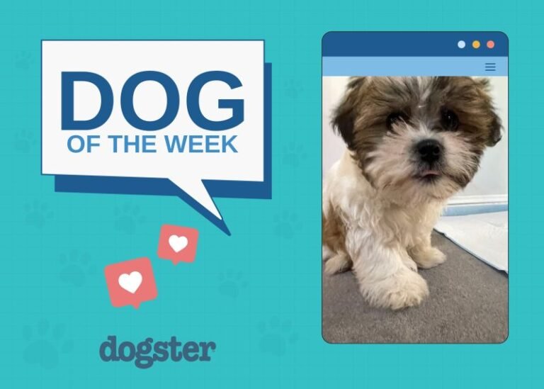 Dogster Photo Contest: Dogs of the Week Winners (November 6, 2025)
