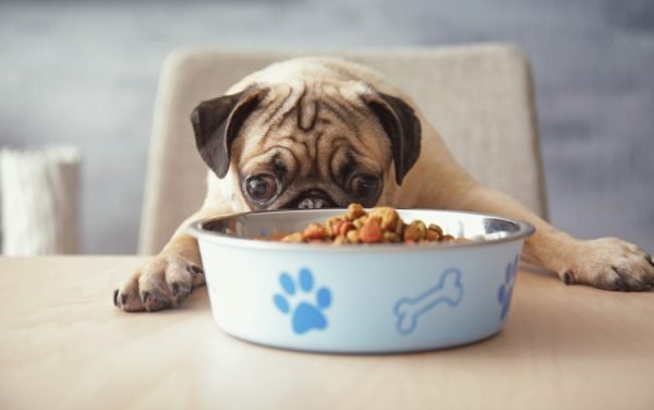 Vets Reveal Top Dog Food Allergens to Watch Out For