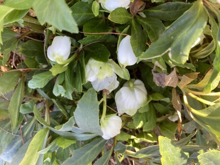 Garden Bloggers’ Bloom Day – November 2025