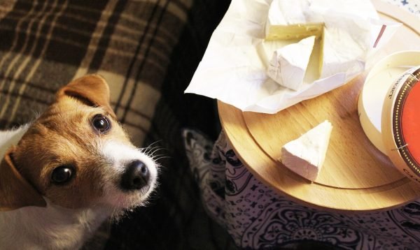 Why Dogs Love Cheese – And How to Pay the Cheese Tax Safely