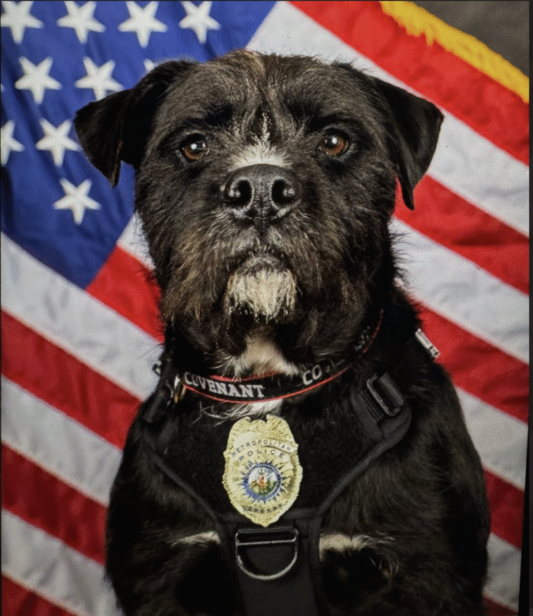 Aaaand The Winner Is… Sergeant Bo!