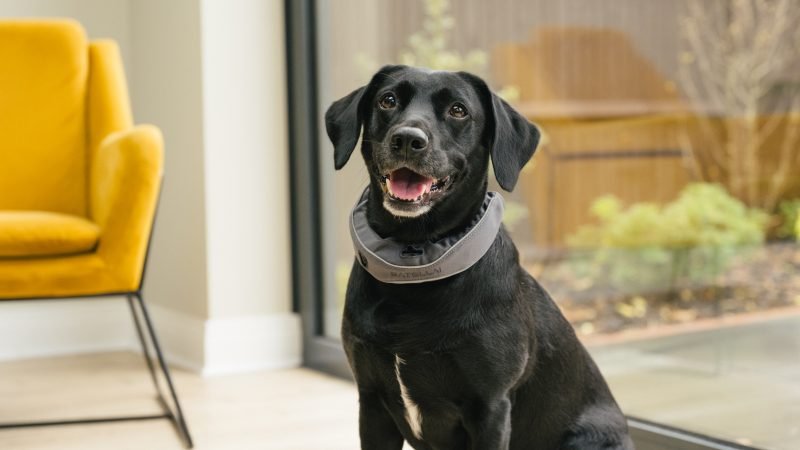 This Award-Winning, AI-Powered Smart Collar is $120 Off for Black Friday and Cyber Monday