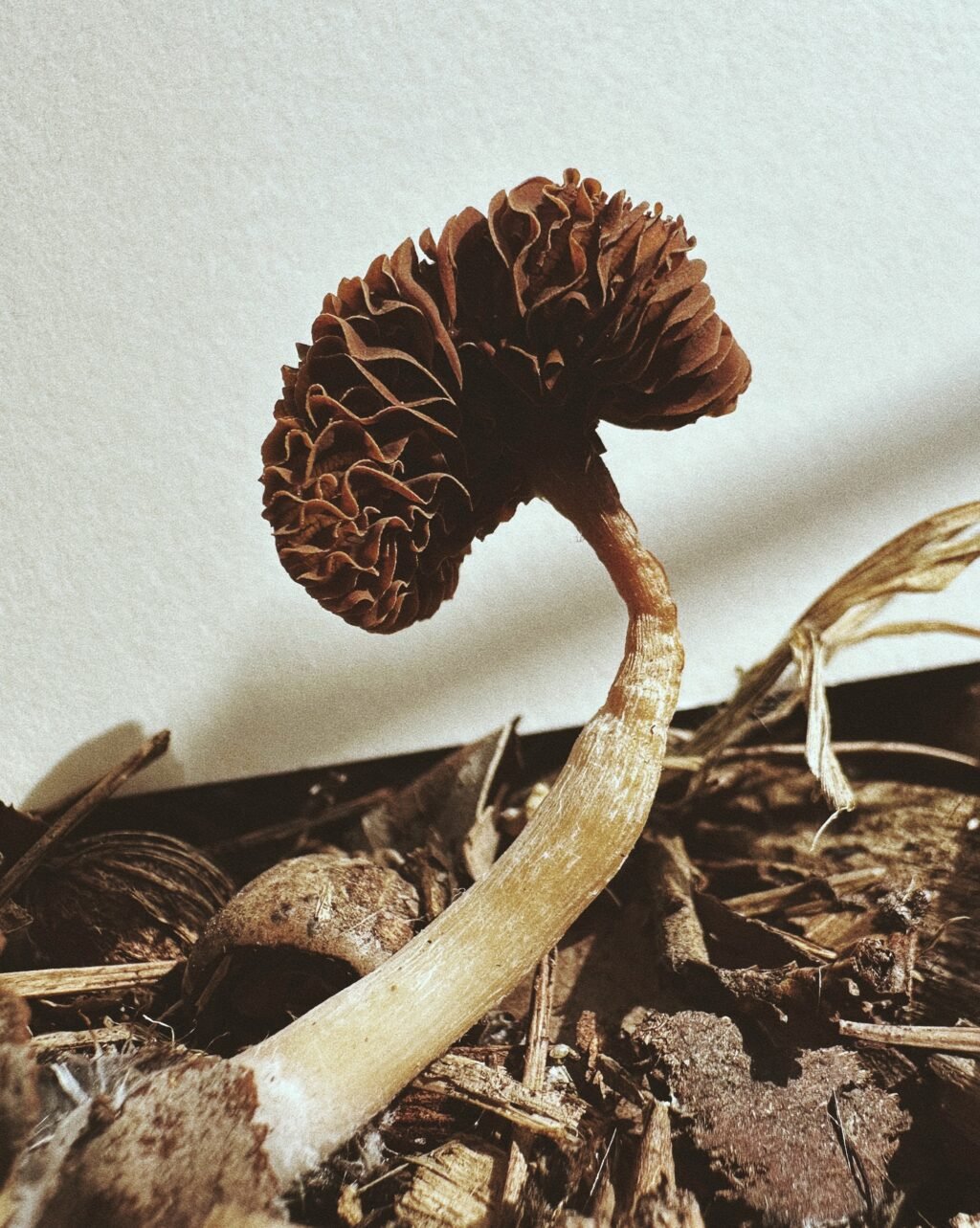 Ying Ang Zeroes In on the Fleshy Underbellies of Fungi in ‘Fruiting Bodies’