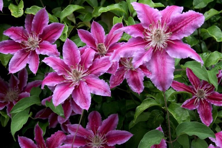 The Complete How to Grow Clematis Guide